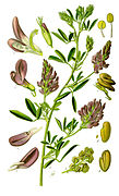 Illustration Medicago sativa1.jpg