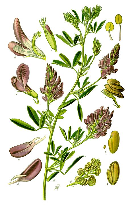 Tập_tin:Illustration_Medicago_sativa1.jpg