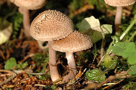 Inocybe lanuginosa