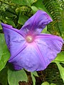 Ipomoea indica Campanita morada