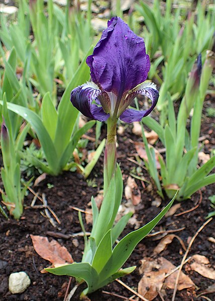 File:Iris lutescens kz02.jpg