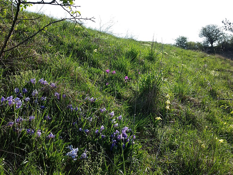 File:Iris pumila sl37.jpg