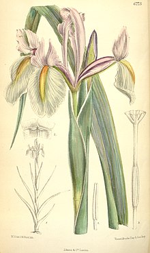 Iris tingitana.jpg