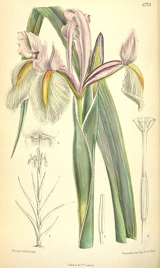 <i>Iris tingitana</i> Species of plant in the family Iridaceae