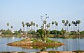 * Nomination Cormorants and crows in tree on island, Veinthaan Kulam (pond), Tirunelveli --Tagooty 16:37, 13 April 2022 (UTC) * Promotion Good quality. --Argenberg 18:09, 13 April 2022 (UTC)