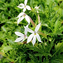 Isotoma petraea 'Bullet Blush' - IMG 4789.jpg