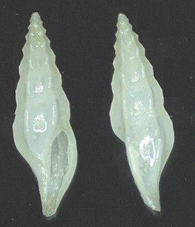 <i>Ithycythara lanceolata</i> species of mollusc
