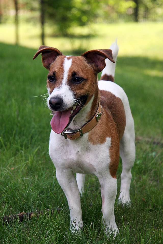 Merle deals jack russell