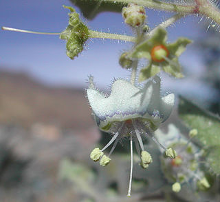 <i>Jaltomata cajacayensis</i> Species of plant