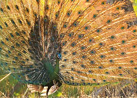 Javan Green Peafowl in Baluran National Park