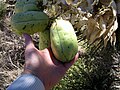 Joshua Tree fruit; Mojave Desert near Indian Wells, California