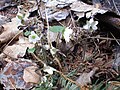 Pavasarį pražydusios baltos žibuoklės