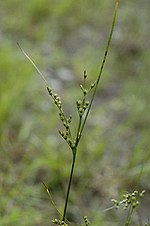 Juncus.tenuis.jpg