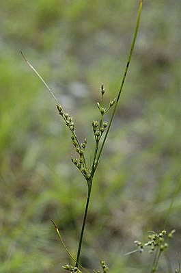 Anbudsøyle (Juncus tenuis)
