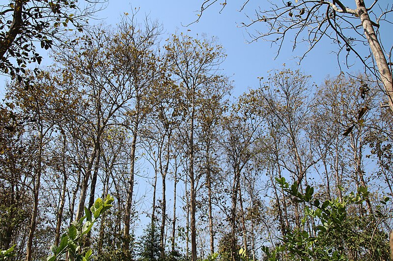 File:Just beauty of Saatchori National Park, Hobigonj, Sylhet, Bangladesh.jpg