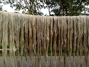 Jute fibers are one of the most widely used in the industry Jute under Sun.jpg