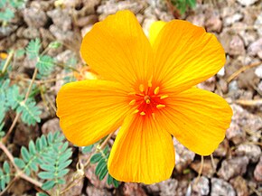 A Kallstroemia-grandiflora-20071001.jpg kép leírása.