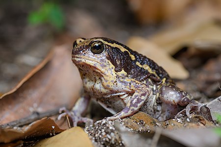 Kaloula mediolineata