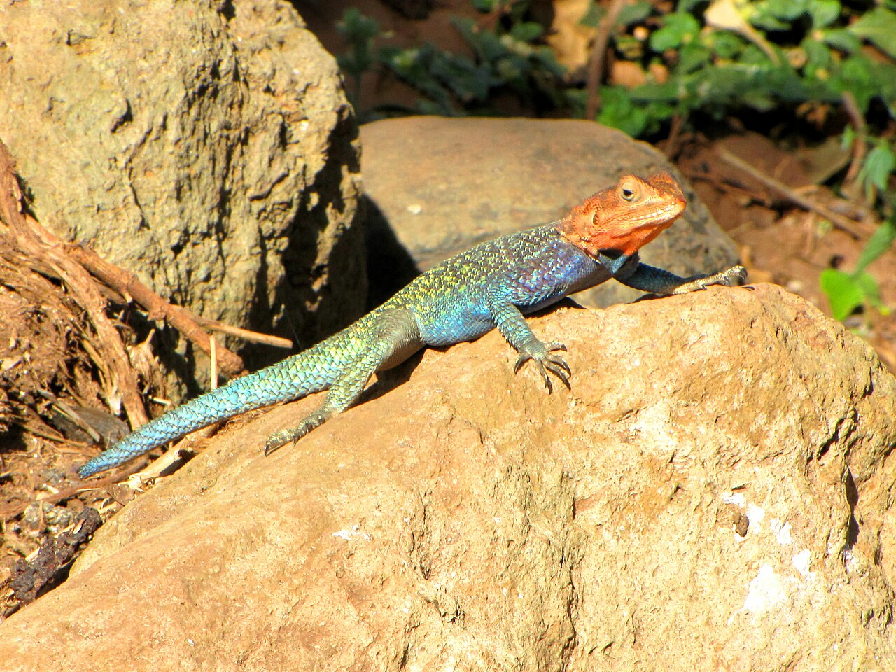 1280px-Kenyan_Rock_Agama%2C_male%2C_Serengeti.jpg