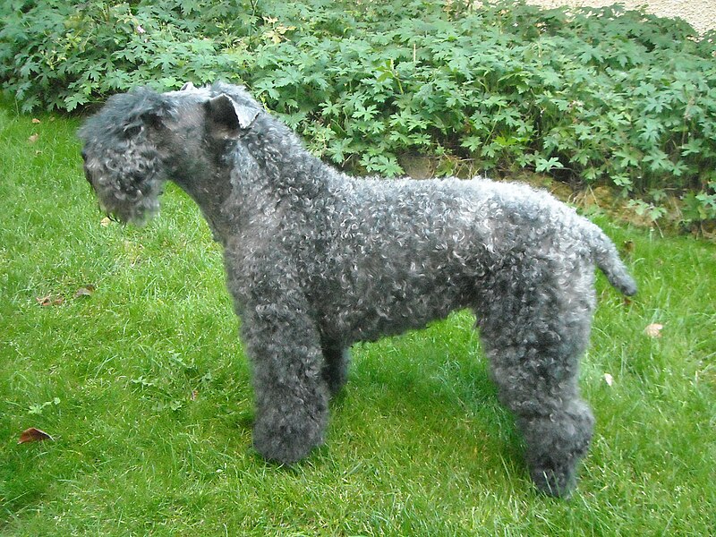 Kerry blue terrier 062009.JPG