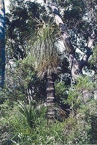 Kingia australis.jpg