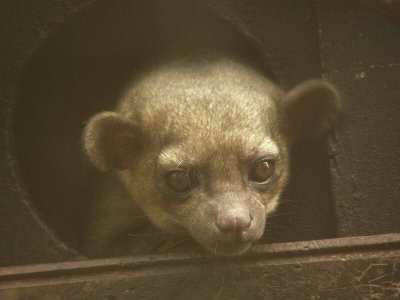 File:Kinkajou2.jpg