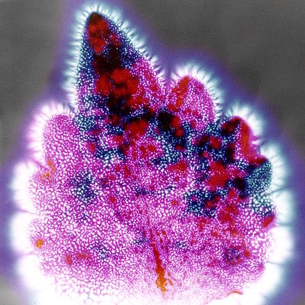 Kirlian photograph of a Coleus leaf