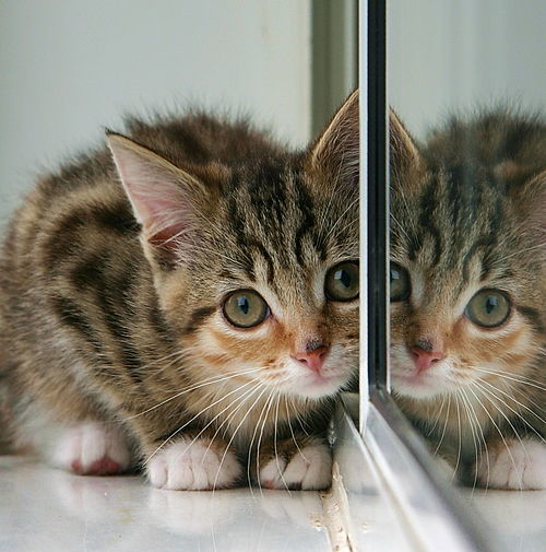 Een kitten vertoont kenmerken die als schattig ervaren kunnen worden.