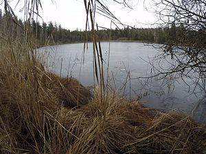 Kleiner-Karpfsee.jpg