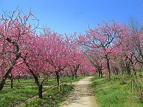 古河総合公園の花桃