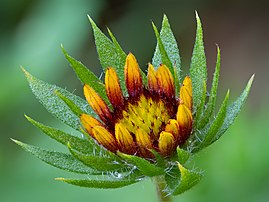 Capitule d'une gaillarde de l'espèce Gaillardia aristata. (définition réelle 5 221 × 3 914)