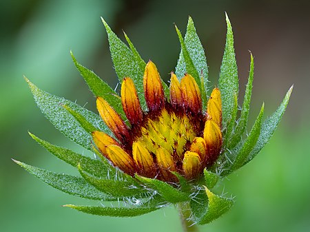 ไฟล์:Kokardenblume Gaillardia aristata stack28 20190721-RM-7210879.jpg