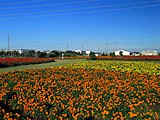 サルビア祭りのサルビアとマリーゴールド