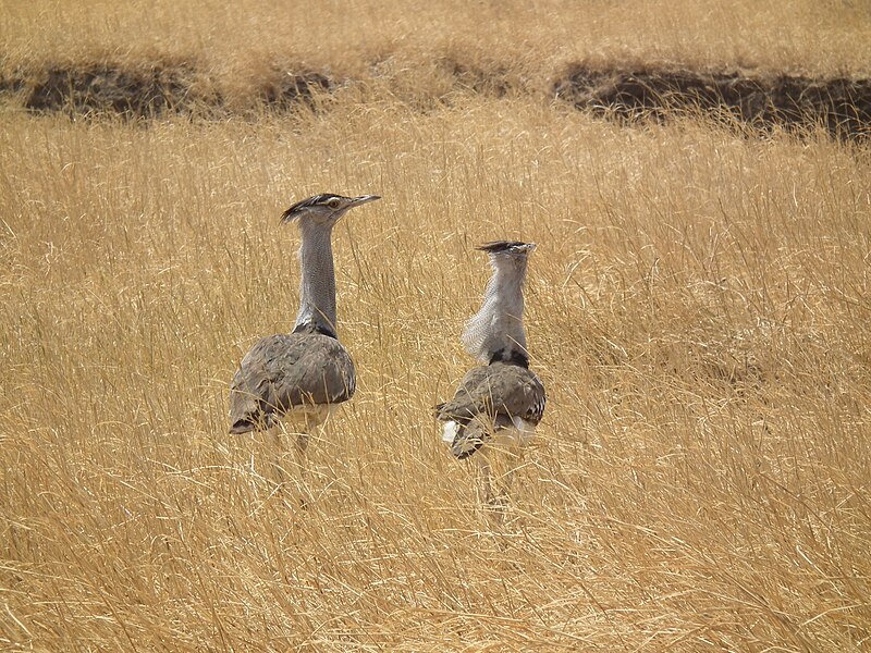 File:Kori bustard Ardeotis kori in Tanzania 1443 Nevit.jpg