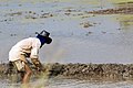 * Nomination Kota Belud, Sabah: A farmer, working in his rice padi --Cccefalon 20:50, 8 November 2013 (UTC) * Decline CA, and the farmer is behind some foreground grass. --Mattbuck 17:45, 16 November 2013 (UTC)