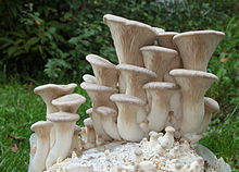 Kräuter-Seitling Pleurotus eryngii.jpg