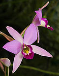 Laelia gouldiana-003.jpg