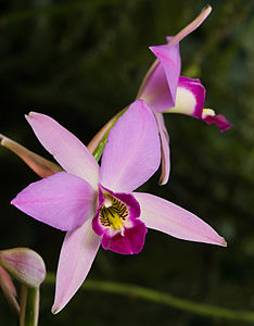 Laelia gouldiana, orhideja iz roda Laelia (Tasmanija, Australija)