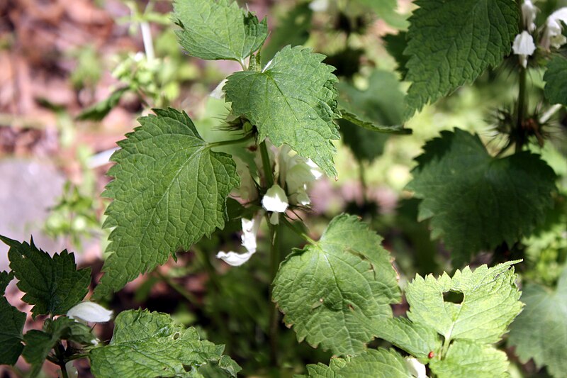 File:Lamium album var barbatum 3.JPG