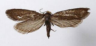 <i>Lampronia fuscatella</i> Species of moth