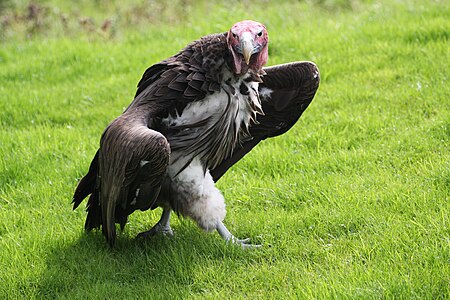 Tập_tin:Lappet-faced_vulture.jpg
