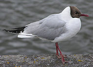 Black-headed gull Larus ridibundus.jpg