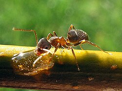 Lasius niger (semut ireng kebon nang tetanduran)