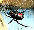 Latrodectus mactans