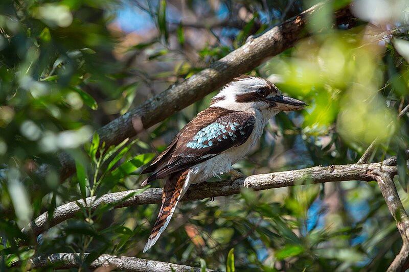 File:Laughing Kookaburra at Lamington National Park QLD, Australia.jpg