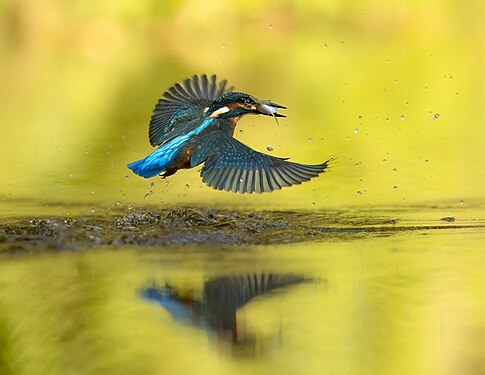 Kingfisher on the hunt. Photograph: Luckhy86