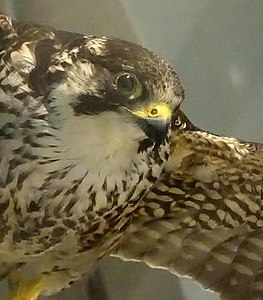Leeds peregrine falcon, mount
