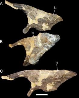 <i>Cedrorestes</i> Extinct genus of dinosaurs