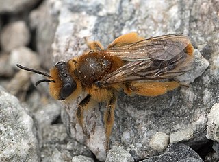 <i>Leioproctus fulvescens</i> Species of bee endemic to New Zealand