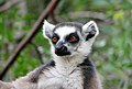 Lemur Catta01.jpg